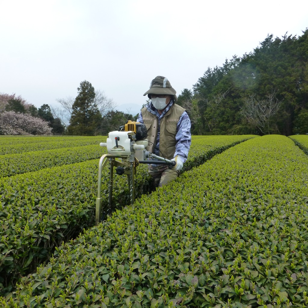 裾刈り作業 | お茶芽ブログ